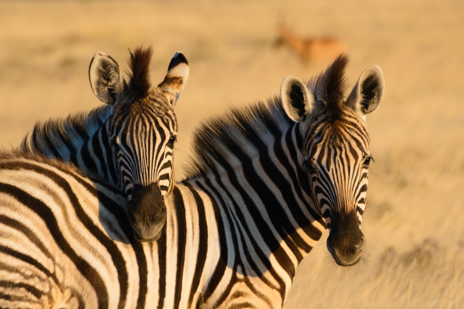 JSB Safaris destination in Kunene region