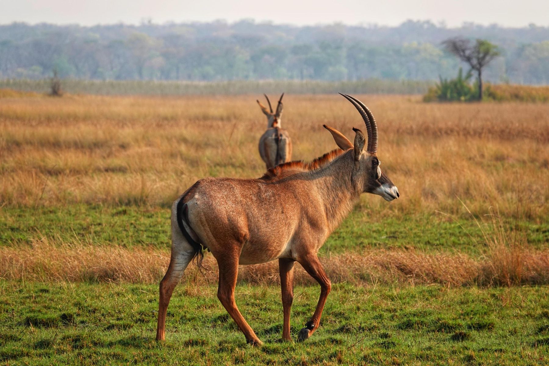 Roan antelope on a floodplain