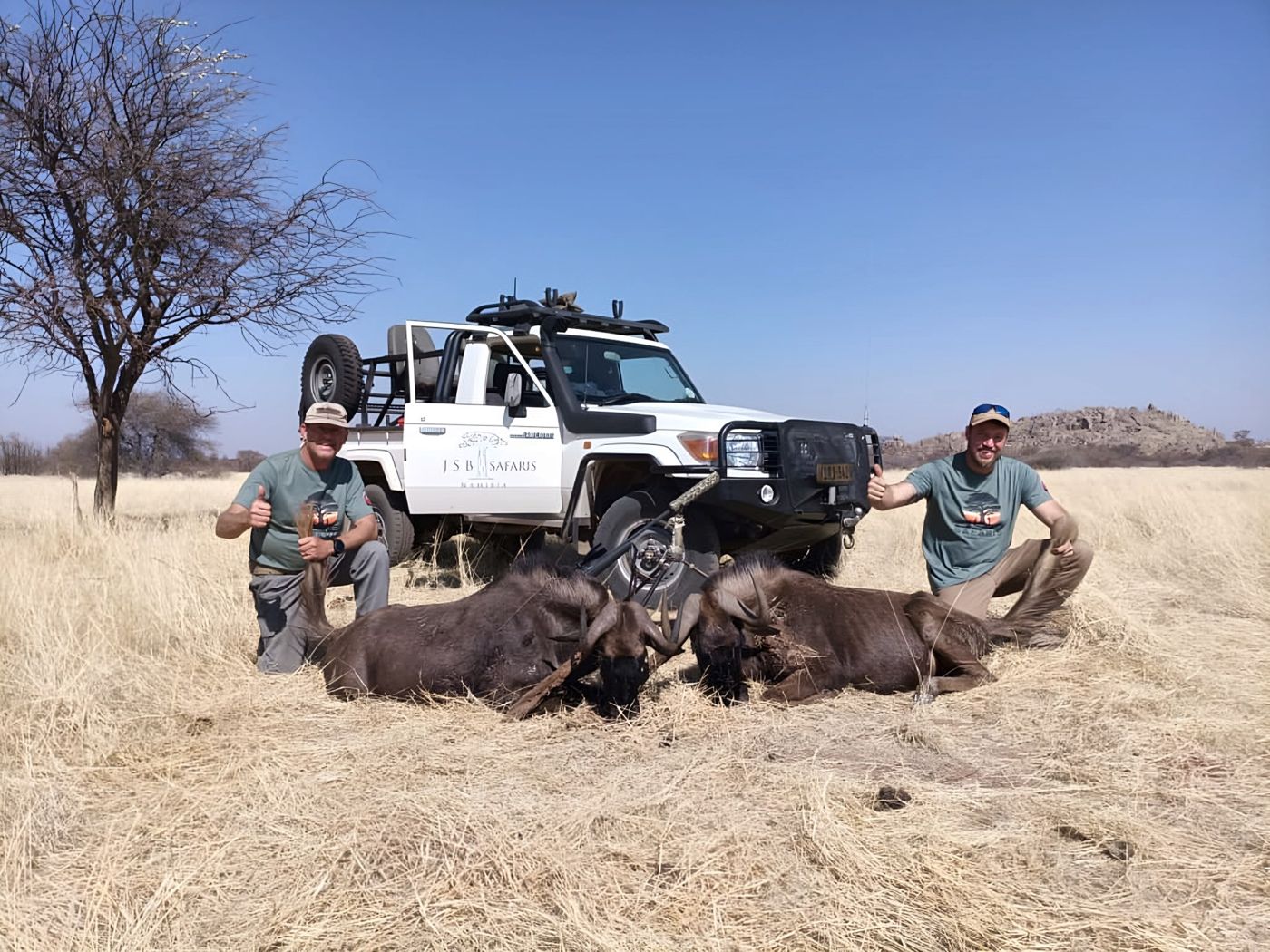 Black wildebeest in front of the JSB vehicle