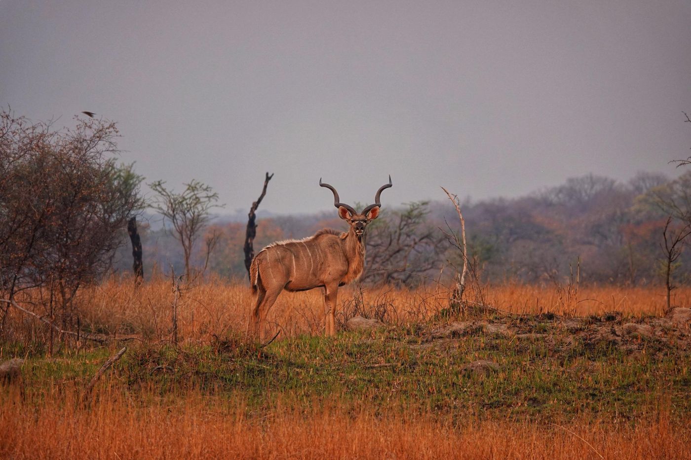 Kudu bull on an open plain at dusk