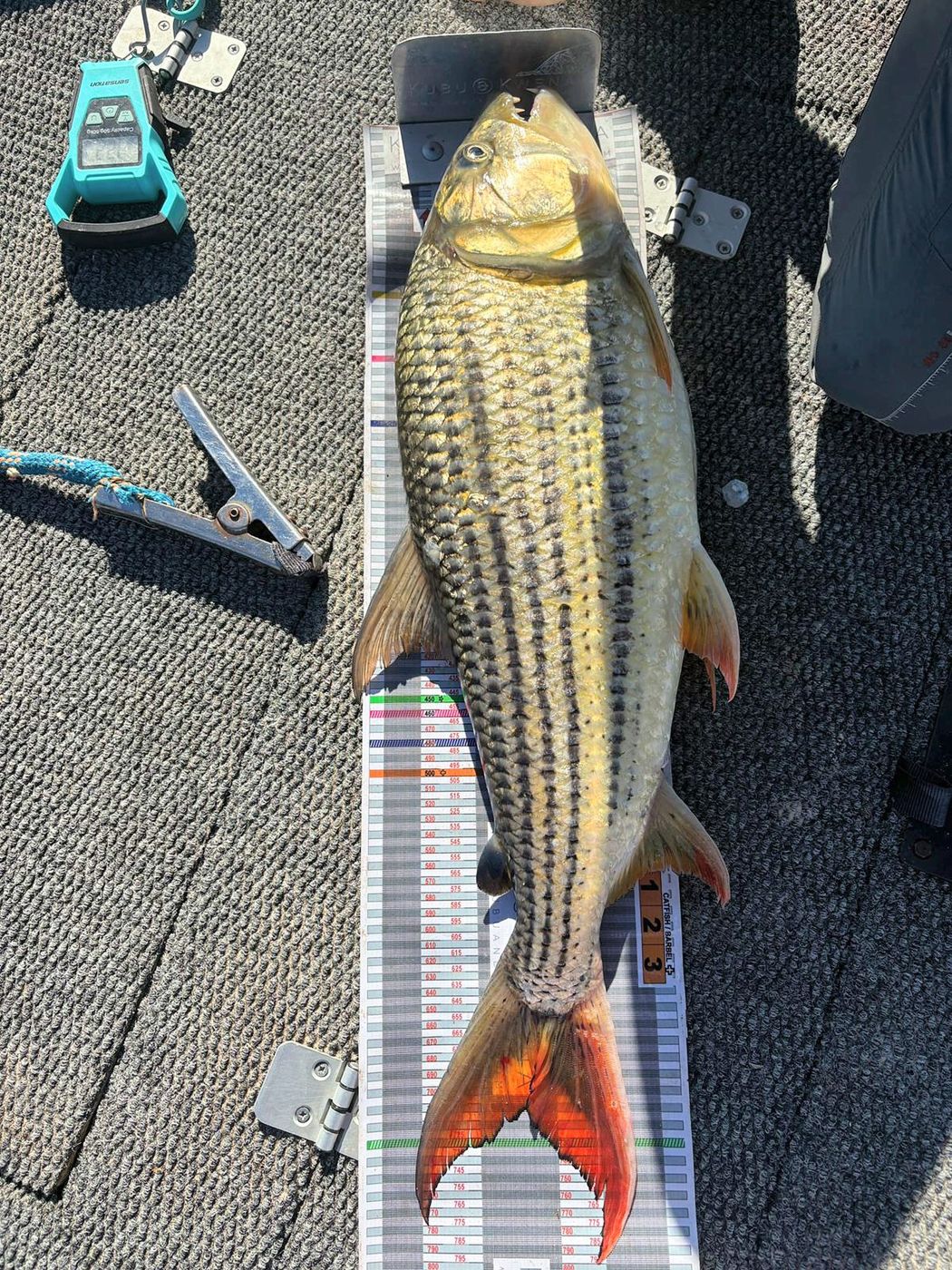 Tigerfish on the measuring board