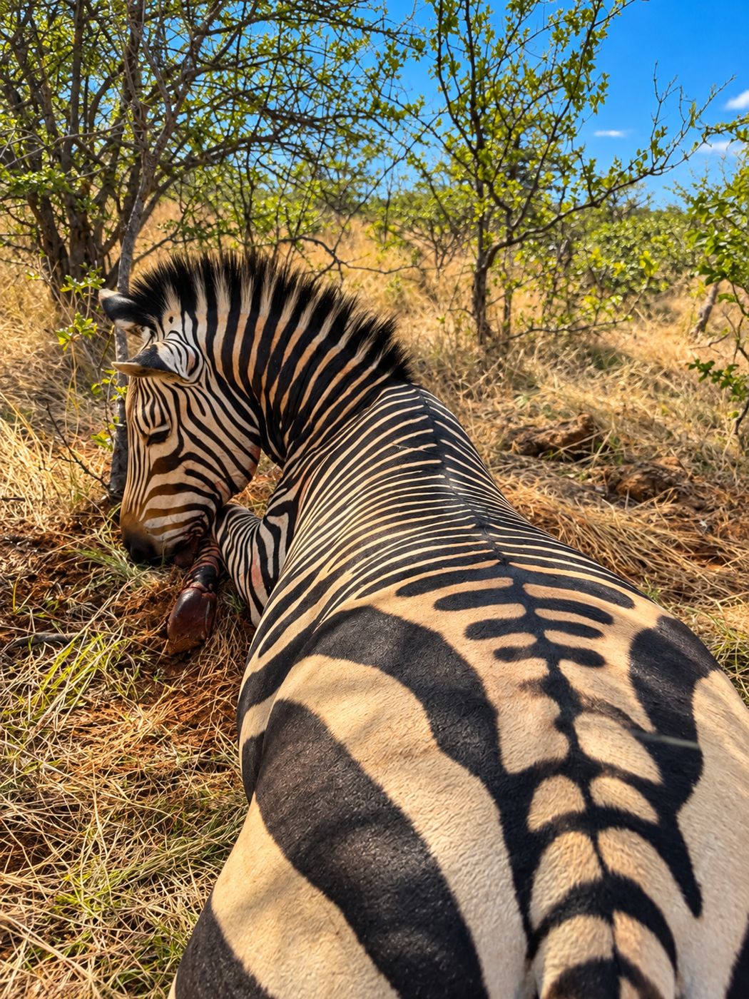 Hartmann zebra in the grass