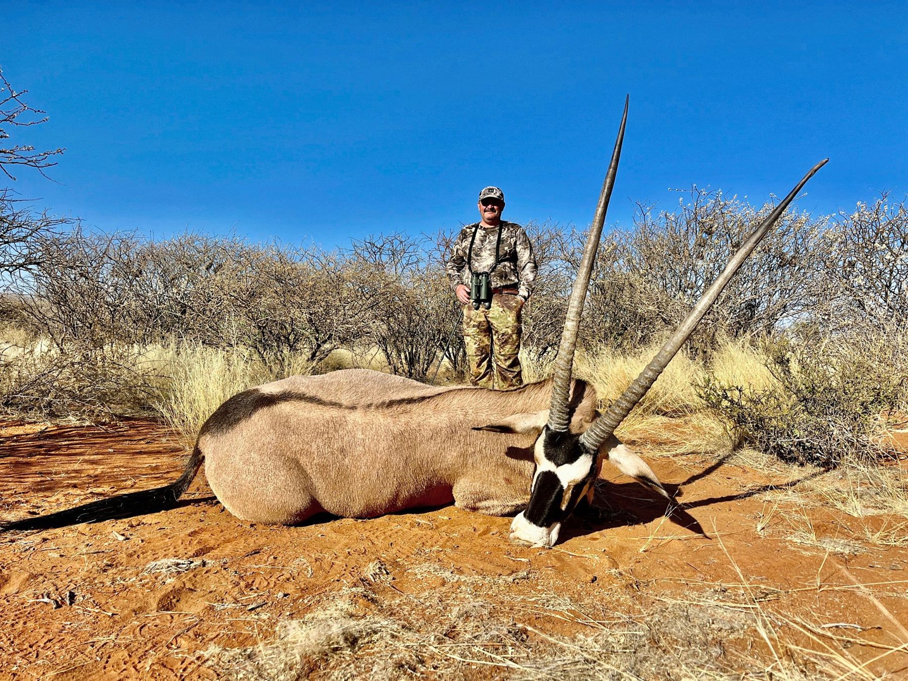 Gemsbok on red Kalahari sand