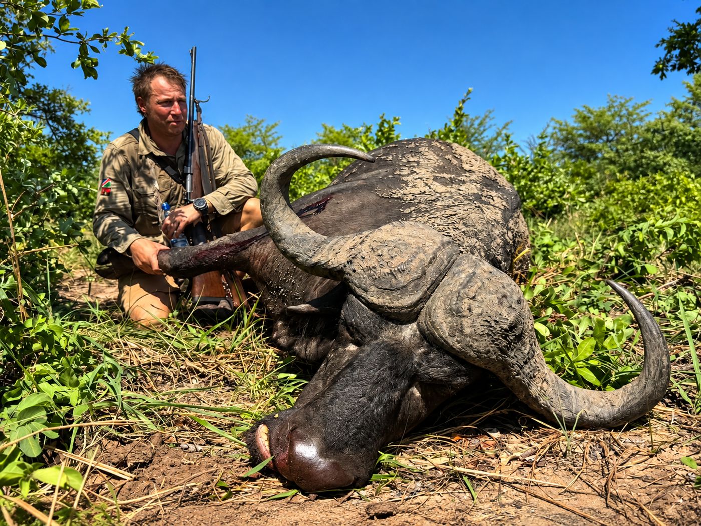 Cape buffalo in green bush