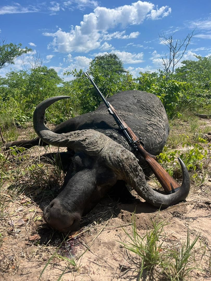 Cape buffalo with a double rifle