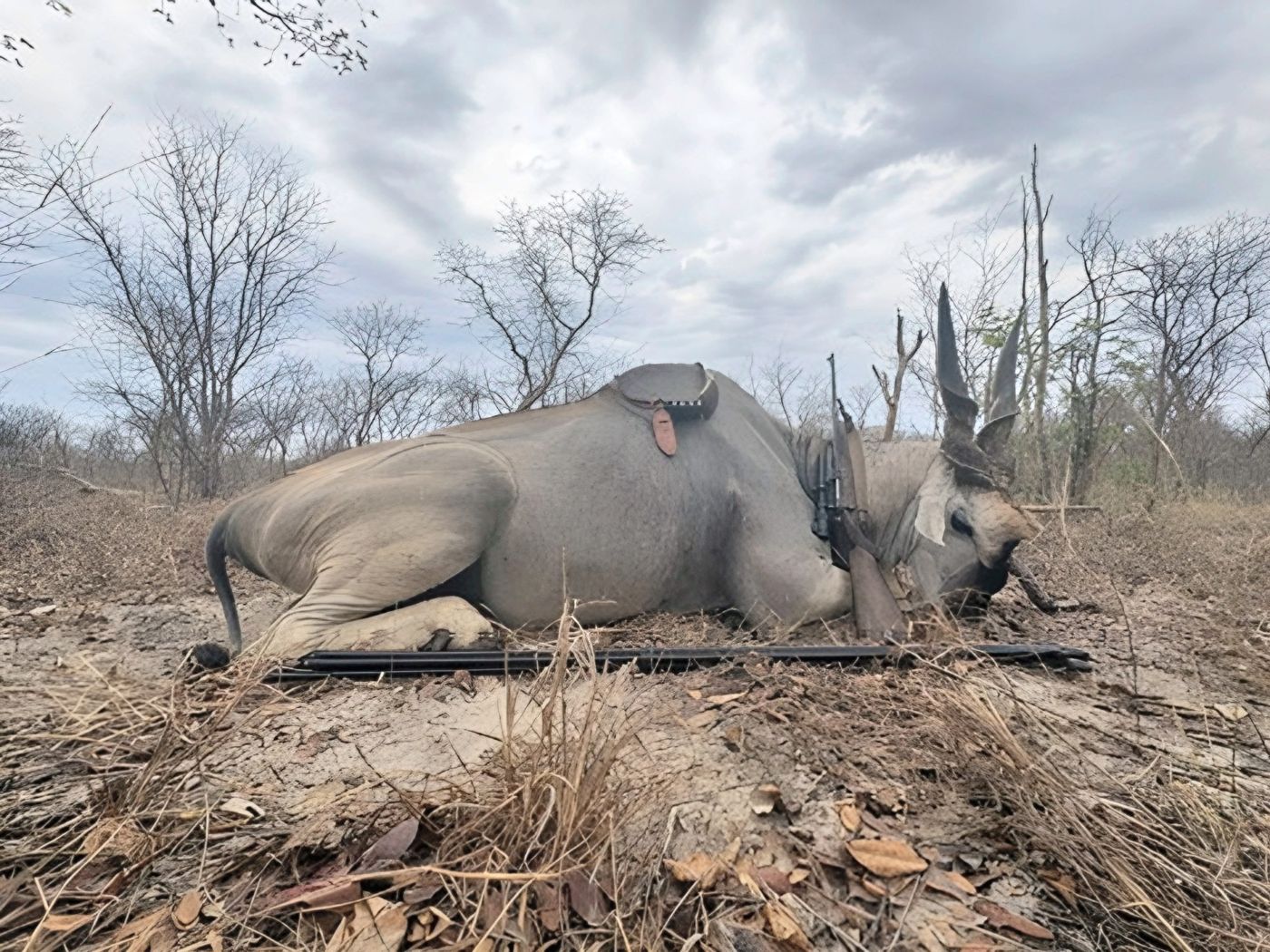 Eland bull in the bushveld