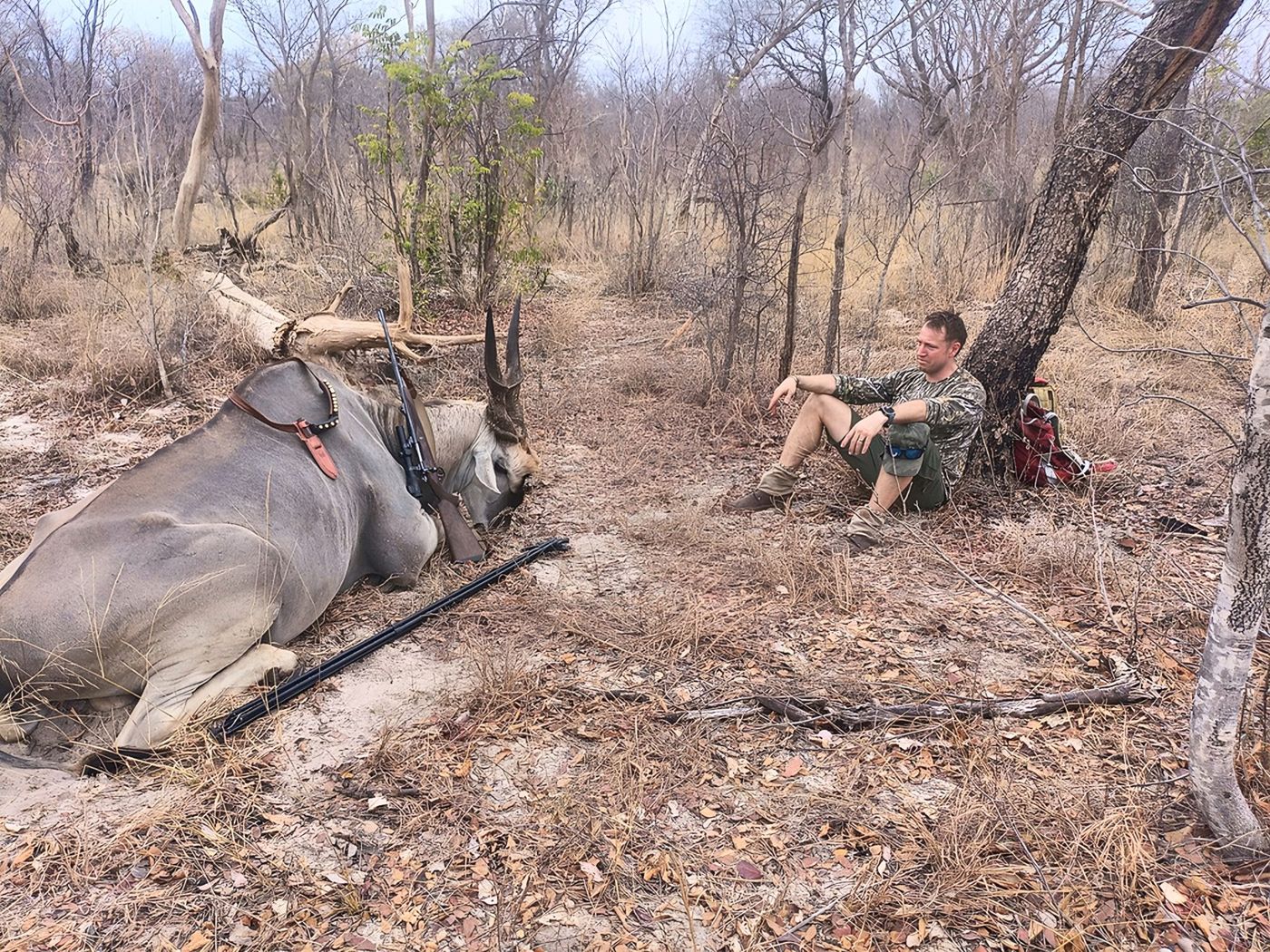 Resting beside an eland under the trees