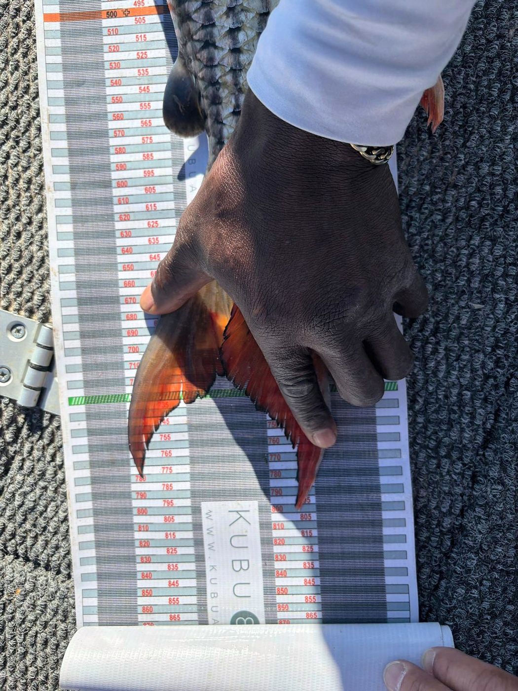 Measuring a tigerfish tail