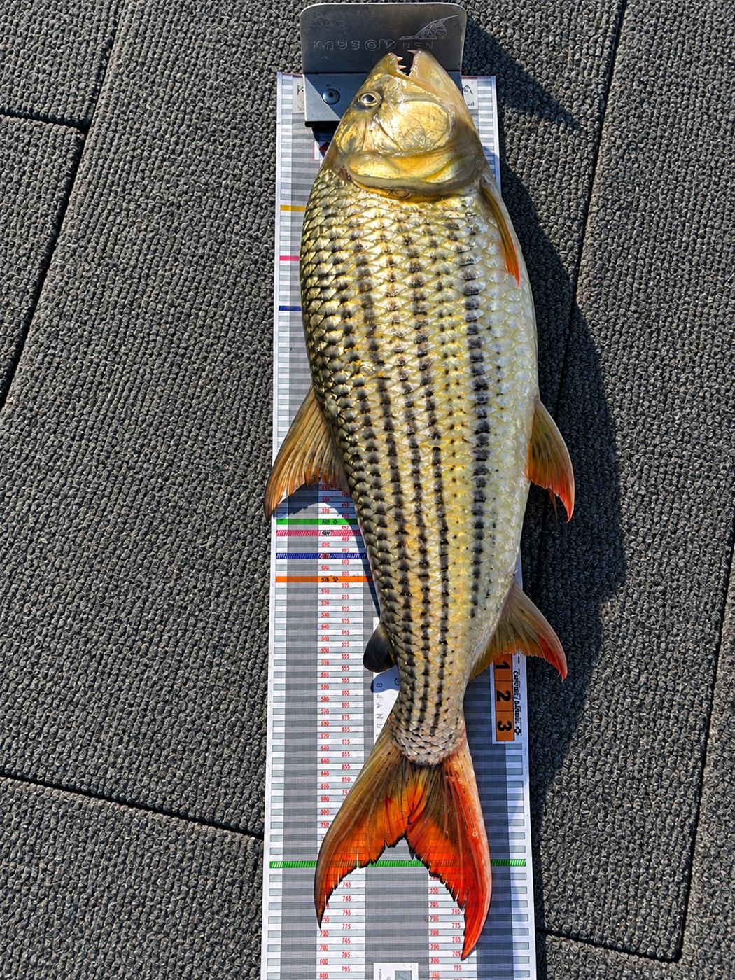 Tigerfish on the measuring board