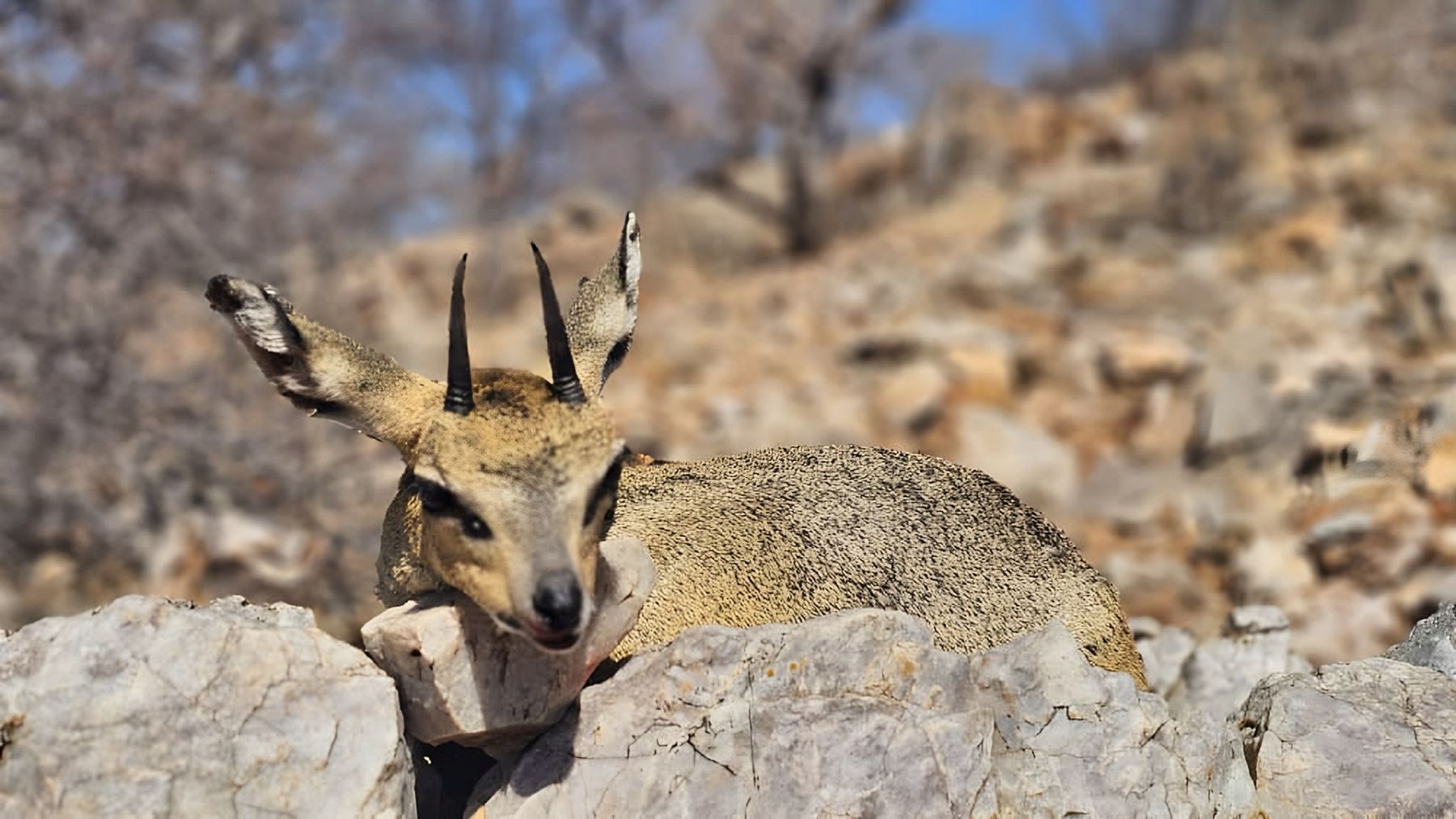 Klipspringer on a rock outcrop