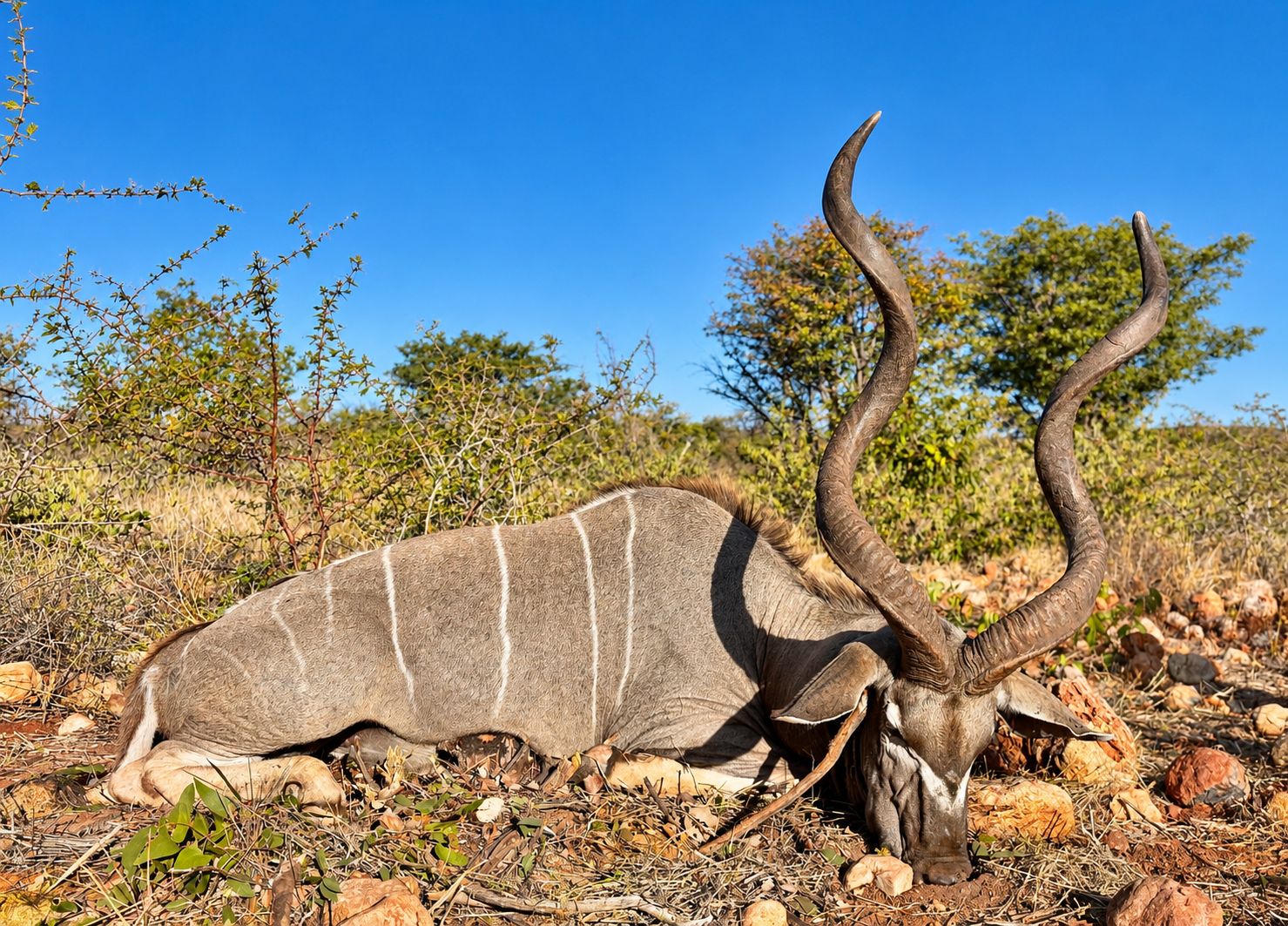 Kudu bull among rocks