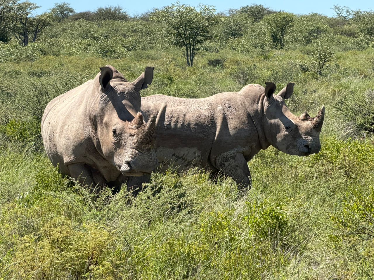 Two white rhino in green bush